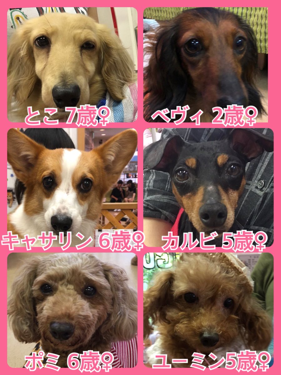夏休みは保護犬猫のお迎えに最高のタイミング😃🐾今日の里親様募集中ワンコ🐶メンバーです🐾2019,7,24